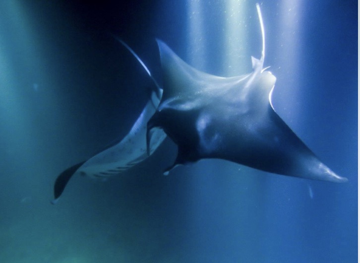 Amanda Denti - Mergulho com manta rays